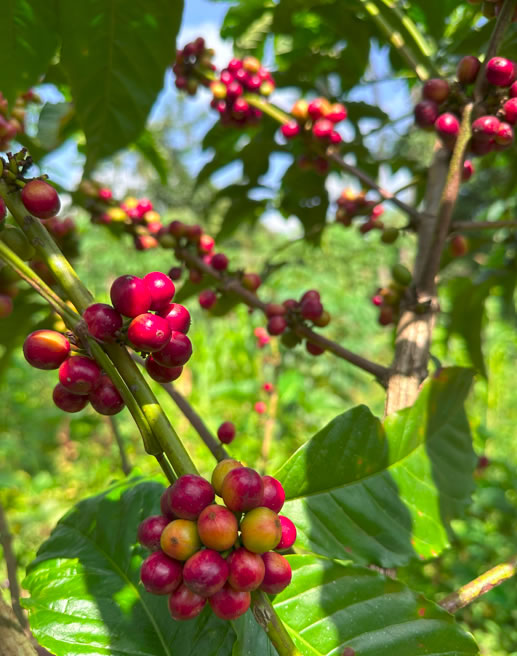 Nabingoola Women Coffee Cooperative Society Ltd