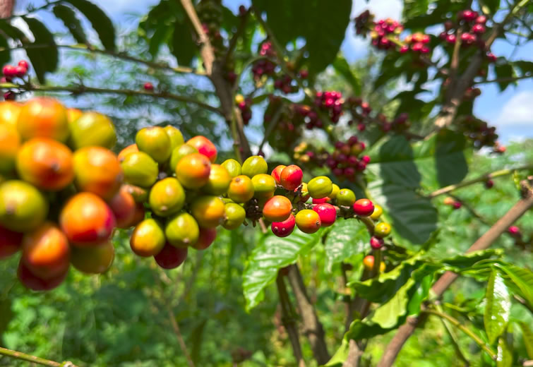 Nabingoola Women Coffee Cooperative Society Ltd