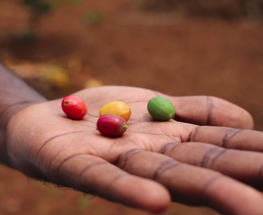 Nabingoola Women Coffee Cooperative Society Ltd